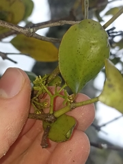 Ileostylus micranthus