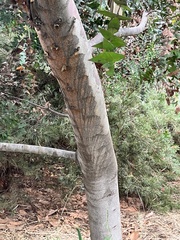 Eucalyptus tenuiramis