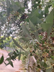 Eucalyptus tenuiramis