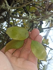 Ileostylus micranthus