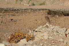 Athene cunicularia hypugaea