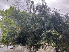 Eucalyptus tenuiramis