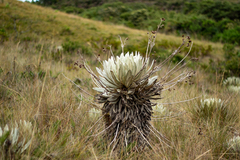 Espeletia occidentalis