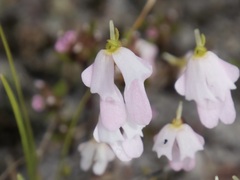 Stylidium calcaratum
