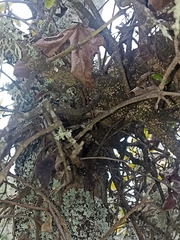 Ileostylus micranthus