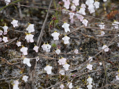 Stylidium calcaratum