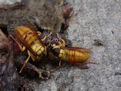 Vespa bicolor