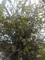 Ileostylus micranthus