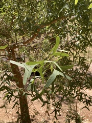 Erythrina vespertilio