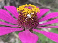 Thomisus spectabilis