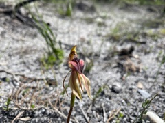 Caladenia tessellata