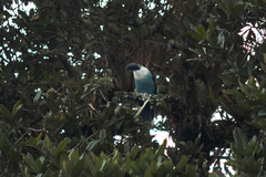 Andigena nigrirostris