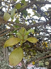 Ileostylus micranthus