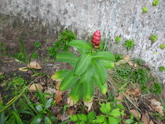 Costus spiralis