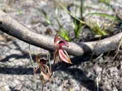 Caladenia tessellata