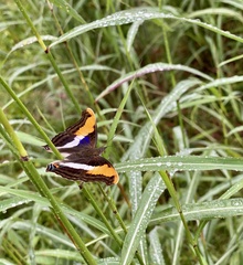 Doxocopa laure laure