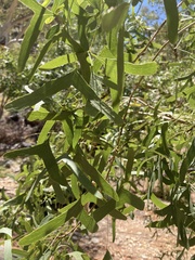 Erythrina vespertilio