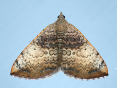 Chrysolarentia mecynata