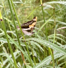 Doxocopa laure laure