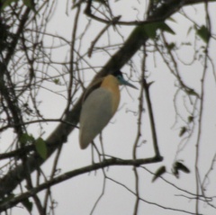 Pilherodius pileatus