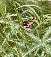 Doxocopa laure laure