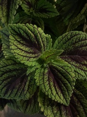 Strobilanthes auriculata