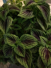 Strobilanthes auriculata