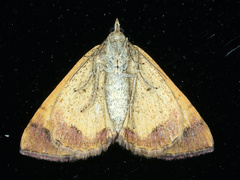 Chrysolarentia mecynata