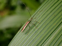 Heteroptera