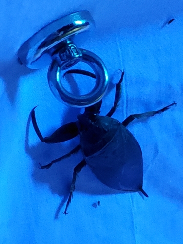 Uhler's Giant Water Bug photo 6