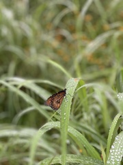 Danaus eresimus