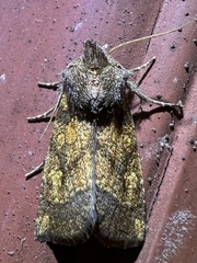 Papaipema impecuniosa