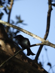 Dicrurus hottentottus