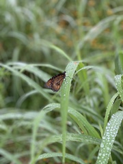 Danaus eresimus