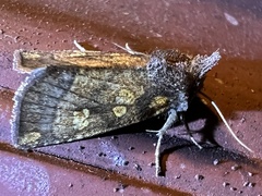 Papaipema impecuniosa
