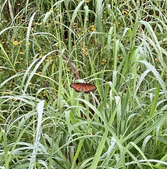 Danaus eresimus