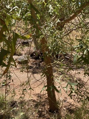 Erythrina vespertilio