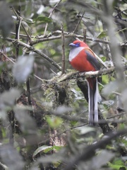 Harpactes whiteheadi