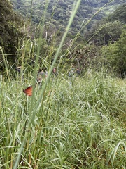 Danaus eresimus