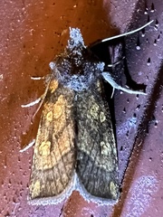 Papaipema impecuniosa