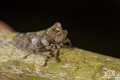 Microcentrus perditus