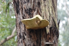 Laetiporus portentosus