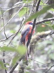 Harpactes whiteheadi