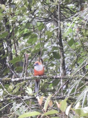 Harpactes whiteheadi