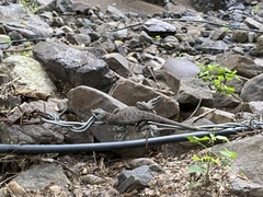 Sceloporus utiformis