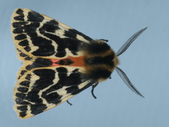 Ardices curvata