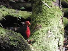 Haematortyx sanguiniceps
