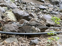 Sceloporus utiformis