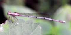 Platycnemididae