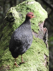 Haematortyx sanguiniceps